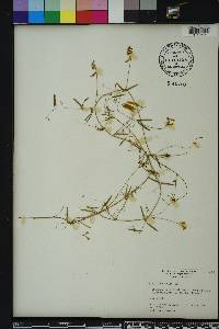 Vicia acutifolia image
