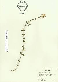 Scutellaria havanensis image