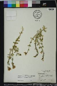 Glandularia aristigera image