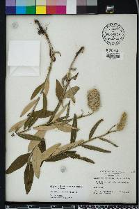 Pterocaulon pycnostachyum image