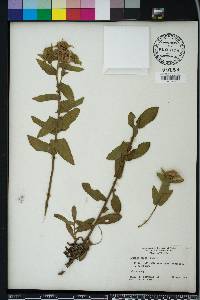 Pluchea baccharis image