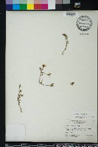 Ludwigia arcuata image