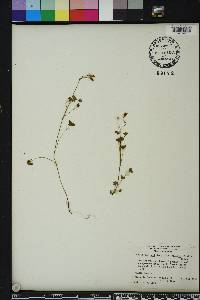 Oxalis corniculata image