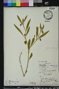 Physalis walteri image