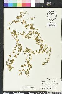 Desmodium tortuosum image