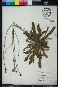 Hypochaeris radicata image