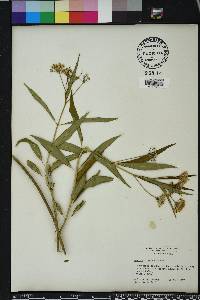 Asclepias perennis image