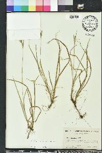 Carex dasycarpa image