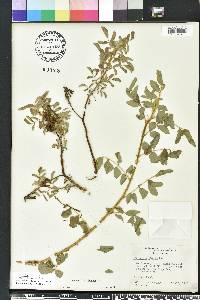 Indigofera hirsuta image