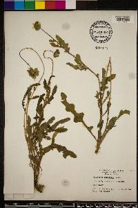 Berlandiera subacaulis image