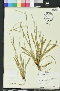 Carex striatula image