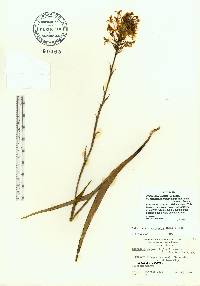 Platanthera chapmanii image