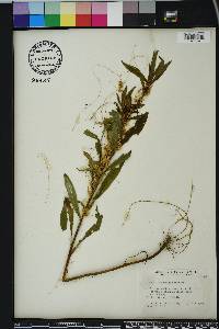 Cuscuta campestris image