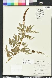 Indigofera hirsuta image