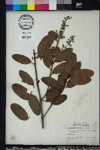 Laguncularia racemosa image