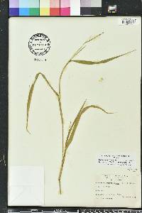 Urochloa piligera image