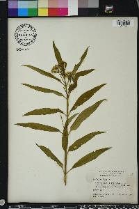 Asclepias nivea image