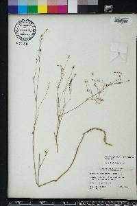 Wahlenbergia marginata image