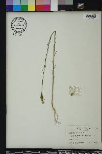 Polygala incarnata image