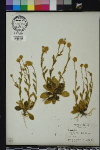 Polygala lutea image