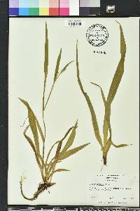 Carex albursina image