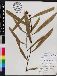 Asimina angustifolia image