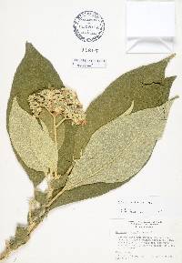 Solanum mauritianum image