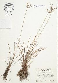 Fimbristylis dichotoma image