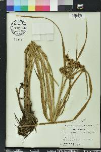 Cyperus virens image