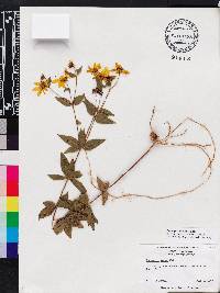 Coreopsis major image