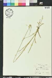 Rhynchospora colorata image
