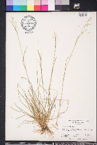 Poa sylvestris image