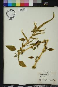 Amaranthus spinosus image