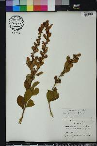 Lyonia fruticosa image