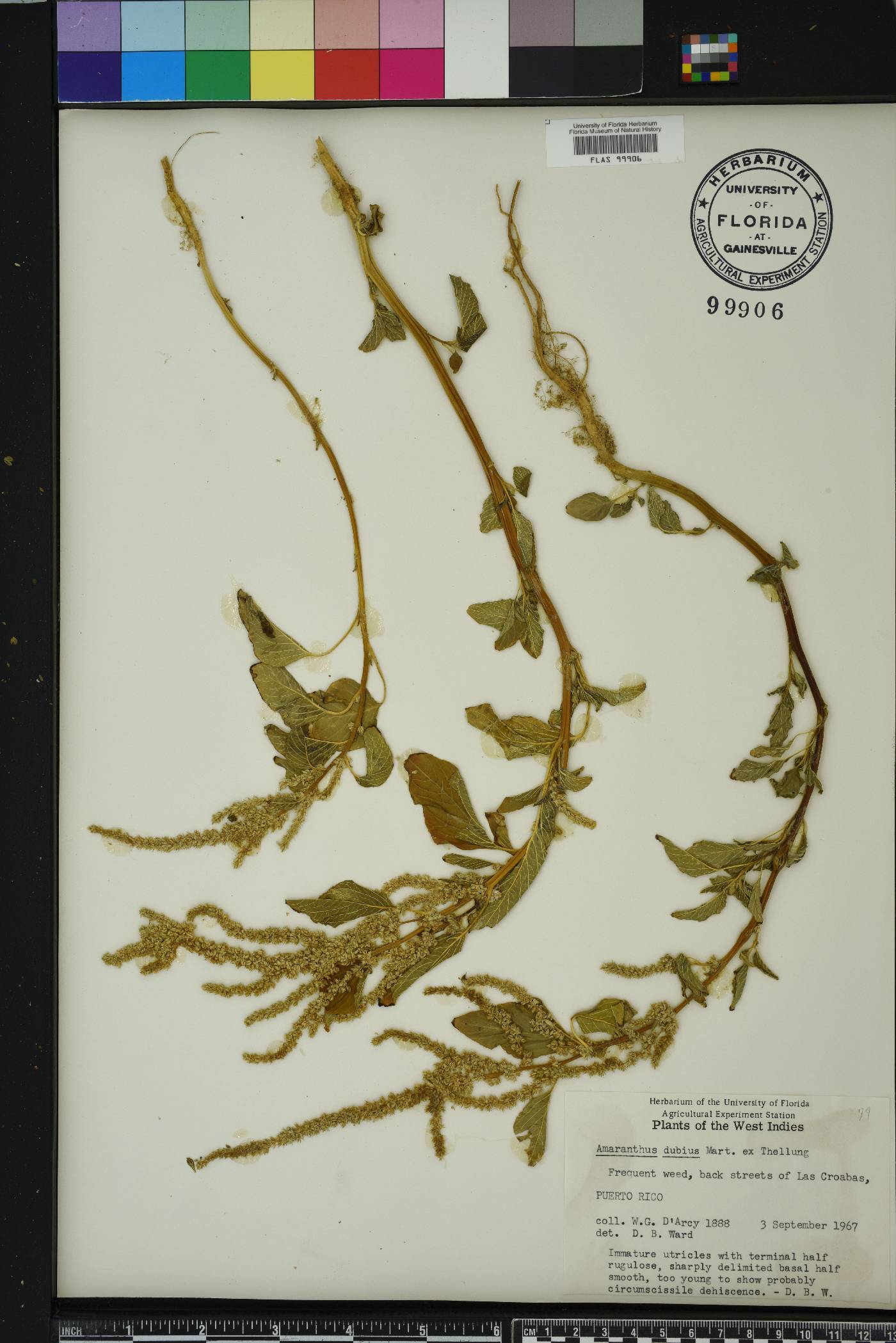 Amaranthus dubius image
