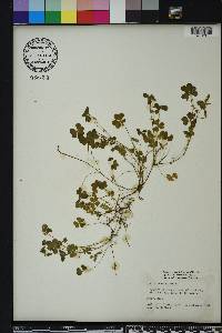 Oxalis corniculata image