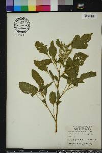 Amaranthus dubius image