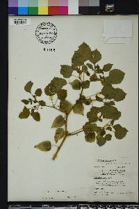 Physalis cordata image