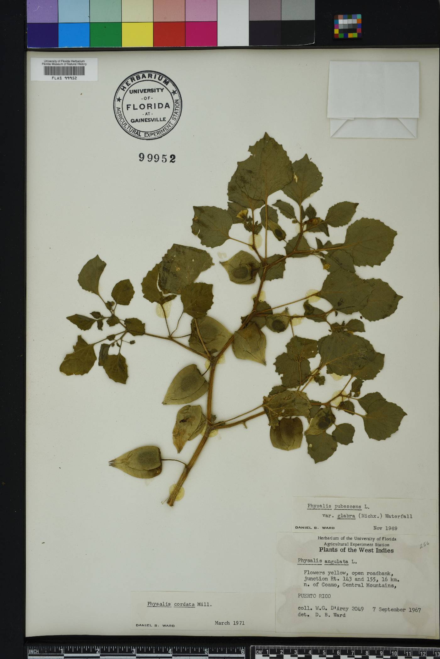 Physalis cordata image