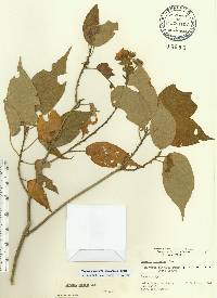 Pavonia paludicola image