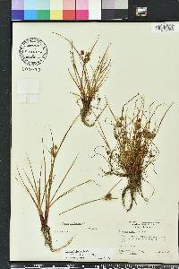 Cyperus squarrosus image