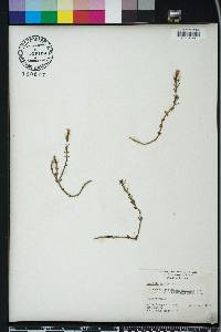 Gratiola ramosa image