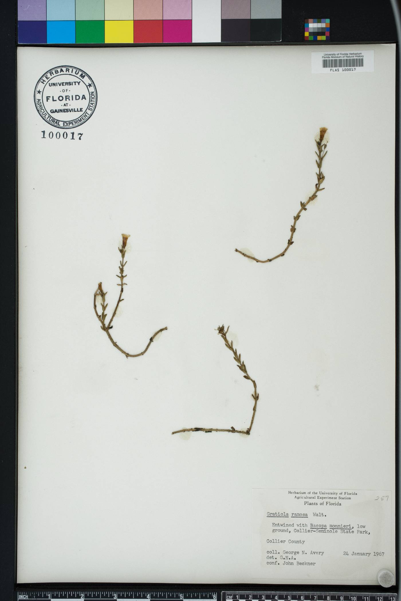 Gratiola ramosa image