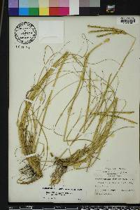 Paspalum notatum image