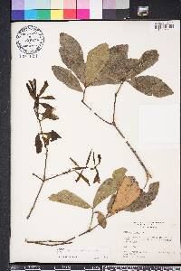 Quercus myrtifolia image