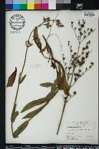 Penstemon multiflorus image