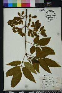 Fraxinus caroliniana image