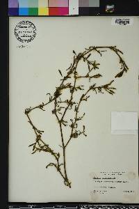 Sesuvium portulacastrum image