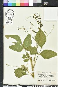 Desmodium tortuosum image