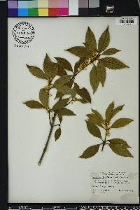 Osmanthus fortunei image